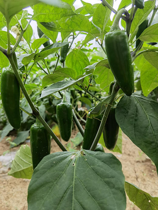 【统一采摘发货】五峰新鲜辣椒3/5斤（墨西哥辣椒/港椒） 商品图3