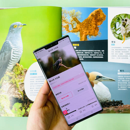 【图书】《神奇动物园：写给孩子的野生鸟类大百科》 商品图3