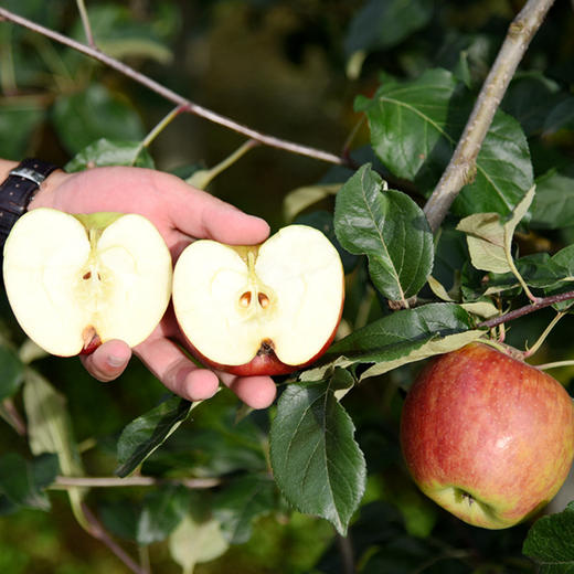 云野苹果-粉红女王 商品图5