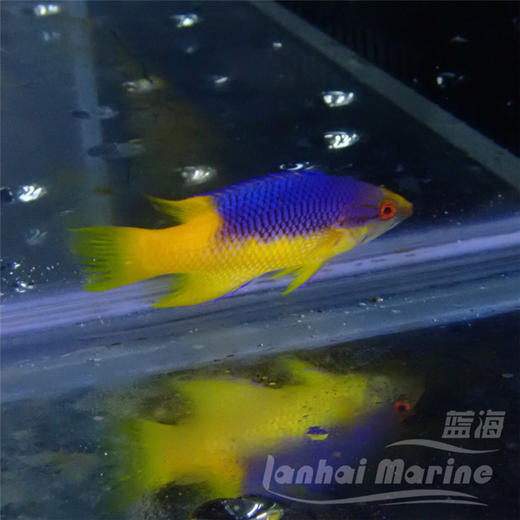 美国紫狐 商品图6