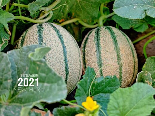 新疆冰雪皇后老汉瓜哈密瓜 2-3个装 商品图2