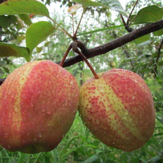 陕西·彩虹梨 新鲜好看更好吃 脆甜鲜梨 整箱现摘现发 商品图0