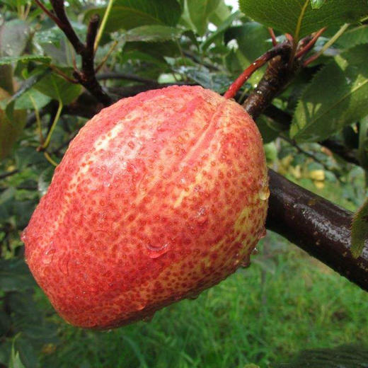 陕西·彩虹梨 新鲜好看更好吃 脆甜鲜梨 整箱现摘现发 商品图1