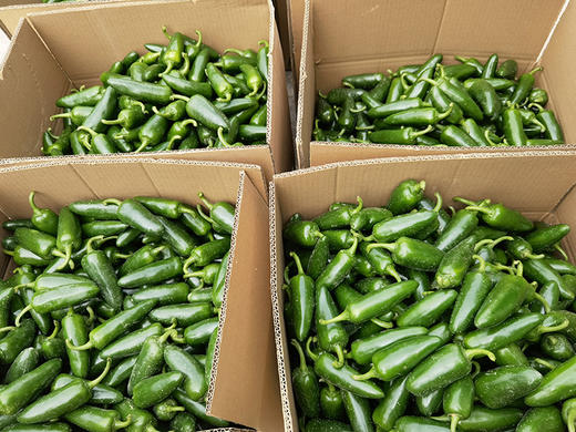 【统一采摘发货】五峰新鲜辣椒3/5斤（墨西哥辣椒/港椒） 商品图2