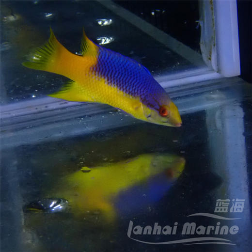 美国紫狐 商品图3