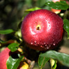 云野苹果-粉红女王 商品缩略图3