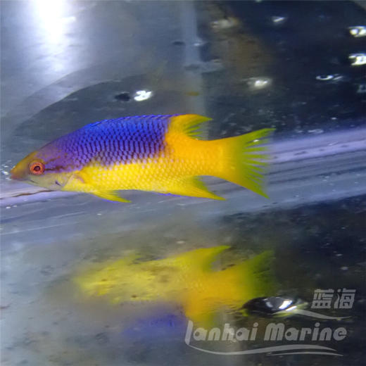 美国紫狐 商品图5