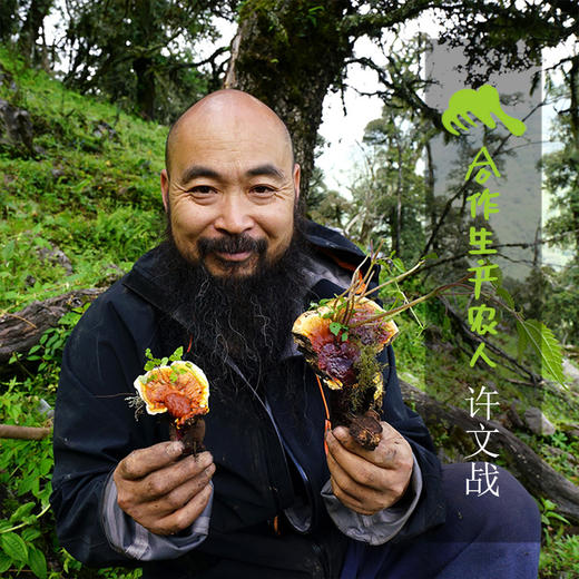 野生高山菌干 | 合作生产*Wild Alpine Mushroom Dried | Coproduction 商品图1