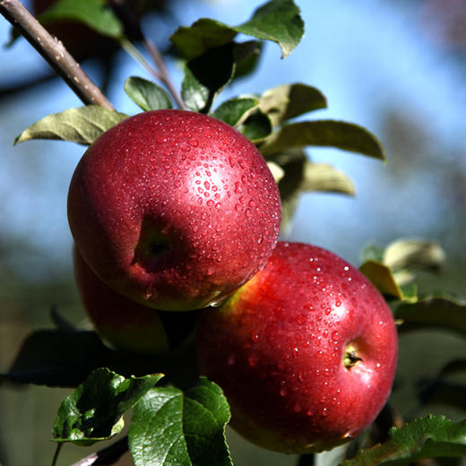 云野苹果-粉红女王 商品图1