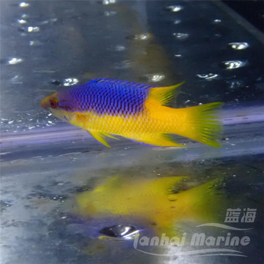 美国紫狐 商品图2