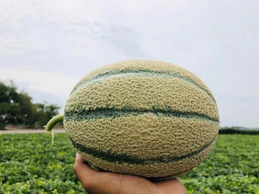 新疆冰雪皇后老汉瓜哈密瓜 2-3个装 商品图0