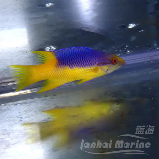 美国紫狐 商品图4