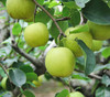 时令尝鲜 砀山青皮皇冠梨 净重4.5~4.8斤约8-12果 商品缩略图1