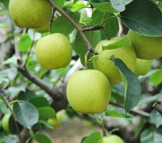 时令尝鲜 砀山青皮皇冠梨 净重4.5~4.8斤约8-12果 商品图1