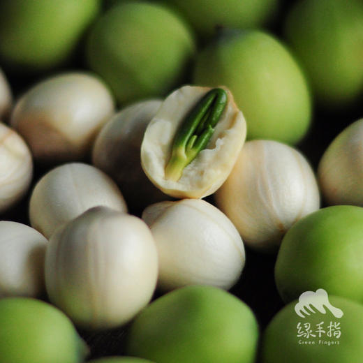 生态鲜莲蓬 | 合作生产*Eco-lotus seedpod | Partner Production 商品图2