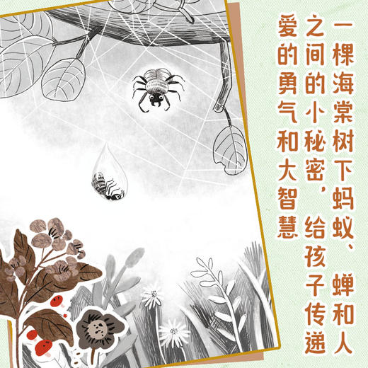 多年蚁后 商品图2