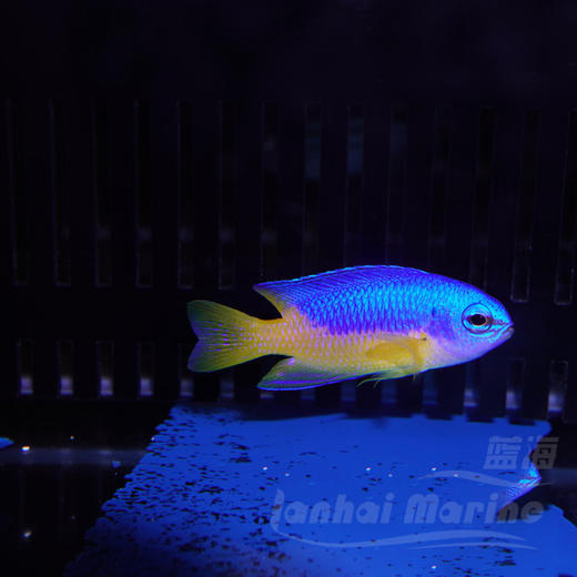 金肚魔 商品图6