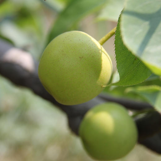 时令尝鲜 砀山青皮皇冠梨 净重4.5~4.8斤约8-12果 商品图0