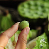 生态鲜莲蓬 | 合作生产*Eco-lotus seedpod | Partner Production 商品缩略图5