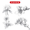 素描基本功 铅笔素描花卉100例 商品缩略图3