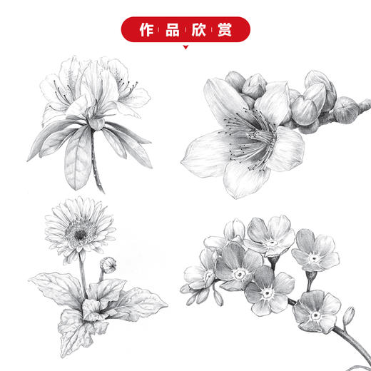 素描基本功 铅笔素描花卉100例 商品图3