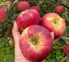 土哆哆云南昭通早熟红露苹果每天新鲜采摘下树发货，口感脆甜 商品缩略图4