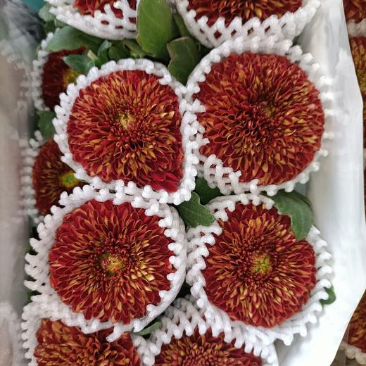 【乒乓菊】红色  约10枝/扎 商品图4