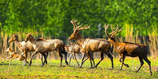 岳阳慢姑娘麋鹿苑别墅轰趴旅游 商品图5