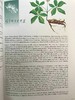 草药指南 约70幅插图 精装大16开 商品缩略图14