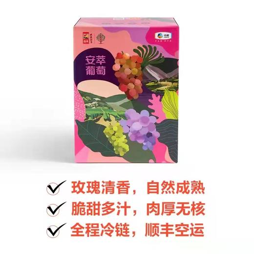 中粮安萃一级阳光玫瑰葡萄单串礼盒装（单串650-850g） 商品图4