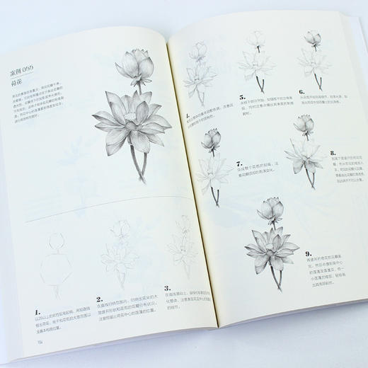 素描基本功 铅笔素描花卉100例 商品图10