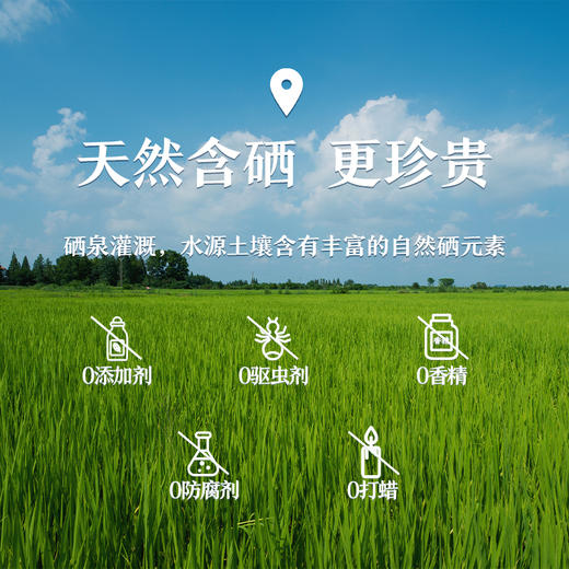 吉内得胚芽粥米500g 商品图3