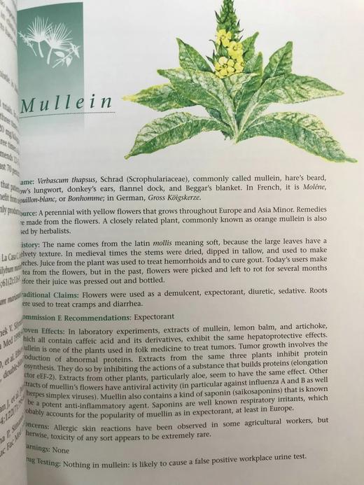 草药指南 约70幅插图 精装大16开 商品图9