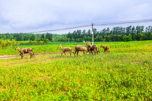 岳阳慢姑娘麋鹿苑别墅轰趴旅游 商品图1