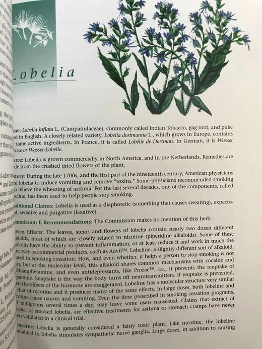 草药指南 约70幅插图 精装大16开 商品图11