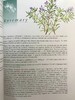 草药指南 约70幅插图 精装大16开 商品缩略图6