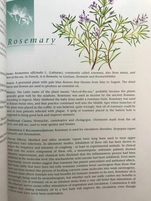 草药指南 约70幅插图 精装大16开 商品图6