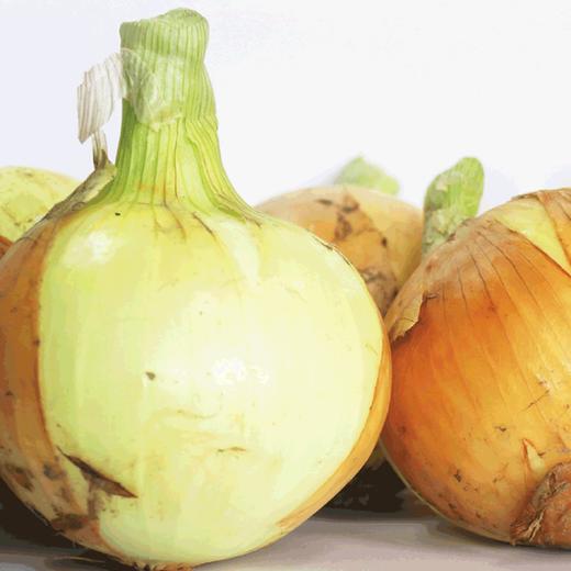 [庭院种子] 黄皮洋葱种子 "凯富一号" 商品图0