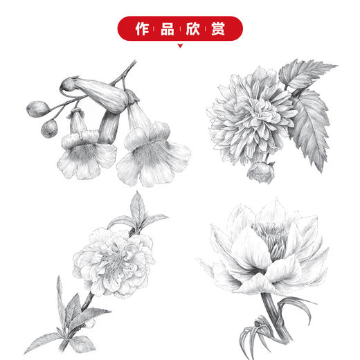 素描基本功 铅笔素描花卉100例 商品图4