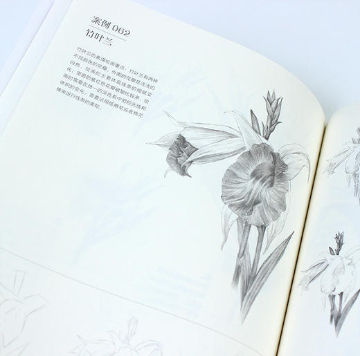 素描基本功 铅笔素描花卉100例 商品图11
