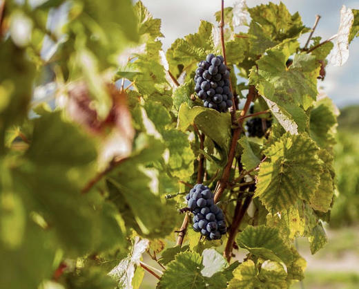 Eric Rodez Les Beurys Pinot Noir Ambonnay Grand Cru 2013 瑞黛酒庄博伊斯田黑中白 2013 年份香槟 商品图2