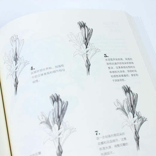 素描基本功 铅笔素描花卉100例 商品图12