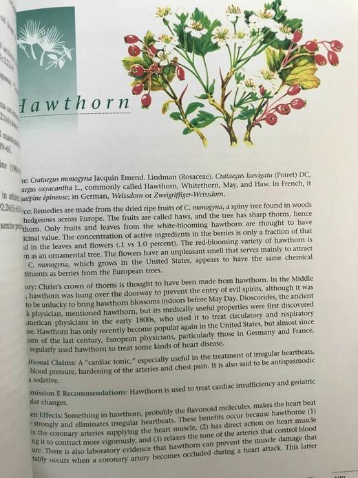 草药指南 约70幅插图 精装大16开 商品图13