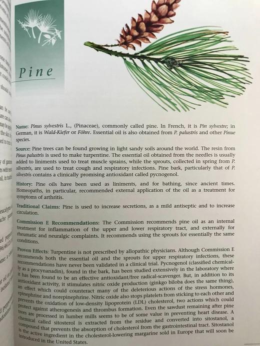 草药指南 约70幅插图 精装大16开 商品图7