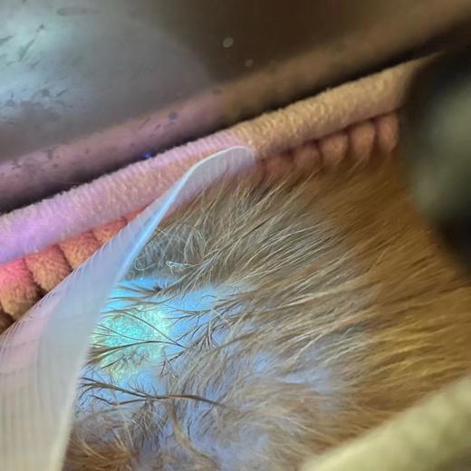 伍德氏灯猫癣皮肤病尿渍检测灯 商品图2