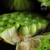 生态鲜莲蓬 | 合作生产*Eco-lotus seedpod | Partner Production 商品缩略图3