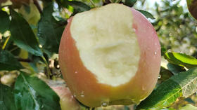  苹果终于降价了！比超市新鲜100倍的嘎啦果，甜！嫩！爽！第一批树上现摘~ 