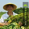 生态毛豆 | 合作生产*Eco-soybean | Coproduction 商品缩略图0