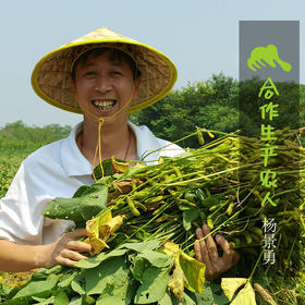 生态毛豆 | 合作生产*Eco-soybean | Coproduction