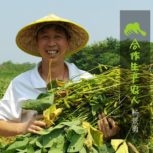 生态毛豆 | 合作生产*Eco-soybean | Coproduction 商品图0
